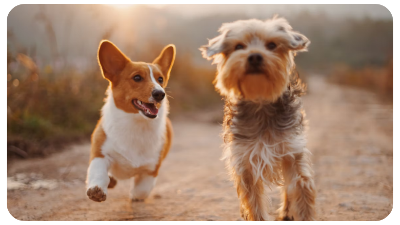 treatment and prevention of harvest mites in dogs